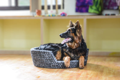 Dark Gray Felt Dog Basket - Dog Bed For Large Puppy And Cats - Premium Wool Pet Bed - Pet Friendly Couch